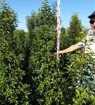 Portug.Lorbeerkirsche 'Angustifolia' - Prunus lusitanica 'Angustifolia' - Heckenpflanzen