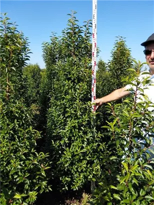 Portug.Lorbeerkirsche 'Angustifolia' - Prunus lusitanica 'Angustifolia' - Heckenpflanzen