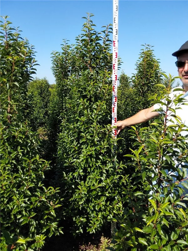 Portug.Lorbeerkirsche 'Angustifolia' - Prunus lusitanica 'Angustifolia' - Heckenpflanzen