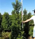 Portug.Lorbeerkirsche 'Angustifolia' - Prunus lusitanica 'Angustifolia' - Heckenpflanzen