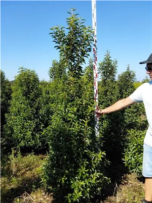 Portug.Lorbeerkirsche 'Angustifolia' - Prunus lusitanica 'Angustifolia' - Heckenpflanzen