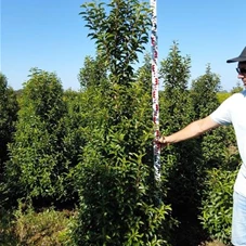Prunus lusitanica 'Angustifolia' - Heckenpflanzen, mB - Aktion 225- 250