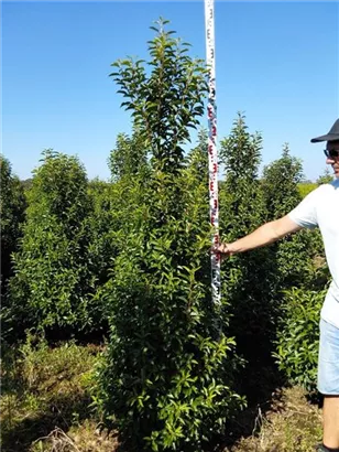 Portug.Lorbeerkirsche 'Angustifolia' - Prunus lusitanica 'Angustifolia' - Heckenpflanzen