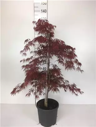 Dunkelroter Schlitzahorn 'Garnet' - Acer palmatum 'Dissectum Garnet' - Ziergehölze