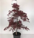 Dunkelroter Schlitzahorn 'Garnet' - Acer palmatum 'Dissectum Garnet' - Ziergehölze