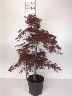 Dunkelroter Schlitzahorn 'Garnet' - Acer palmatum 'Dissectum Garnet' - Unikum