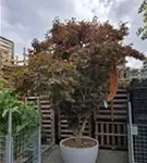 Fächerahorn 'Fireglow' - Acer palmatum 'Fireglow' - Ziergehölze