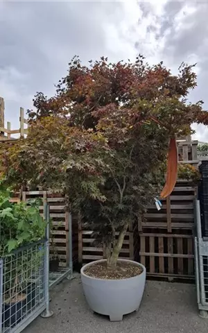 Acer palmatum 'Fireglow' - Unikum