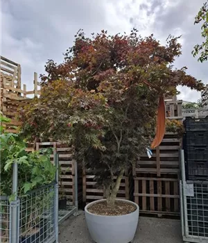 Acer palmatum 'Fireglow' - Unikum