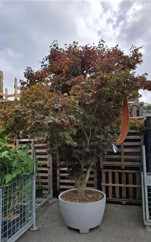 Acer palmatum 'Fireglow' - Ziergehölze
