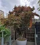 Fächerahorn 'Fireglow' - Acer palmatum 'Fireglow' - Unikum