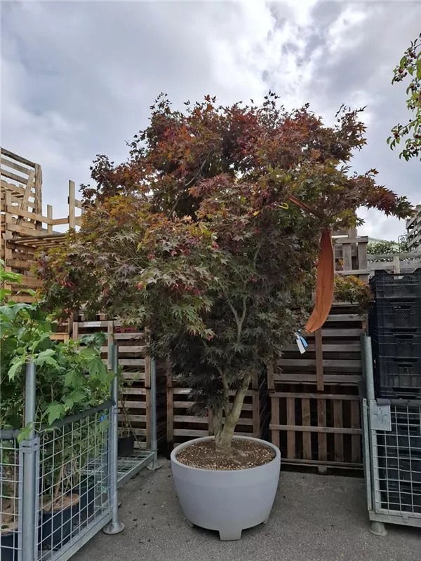 Fächerahorn 'Fireglow' - Acer palmatum 'Fireglow' - Unikum