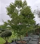 Fächerahorn - Acer palmatum 'Kogane nishiki'