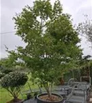 Fächerahorn - Acer palmatum 'Kogane nishiki'