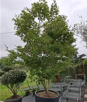 Acer palmatum 'Kogane nishiki'