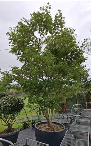 Acer palmatum 'Kogane nishiki'