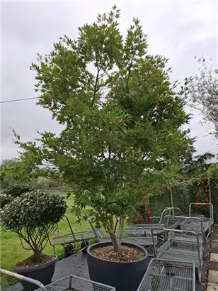 Fächerahorn - Acer palmatum 'Kogane nishiki'