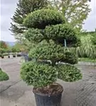 Löffel-Ilex - Ilex crenata 'Convexa' - Bonsai