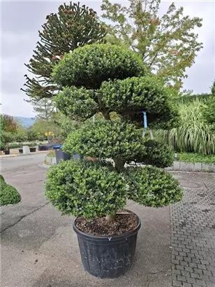 Löffel-Ilex - Ilex crenata 'Convexa' - Bonsai