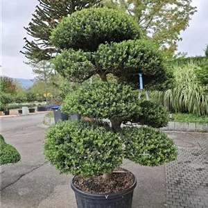 Ilex crenata 'Convexa' - Bonsai