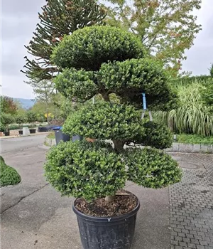 Ilex crenata 'Convexa' - Bonsai