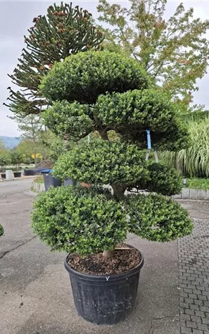Ilex crenata 'Convexa' - Heckenpflanzen
