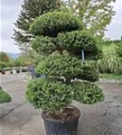 Löffel-Ilex - Ilex crenata 'Convexa' - Bonsai