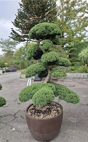 Juniperus chinensis 'Hitoigawa'