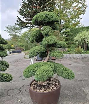 Juniperus chinensis 'Hitoigawa' Juniperus chinensis 'Hitoigawa'