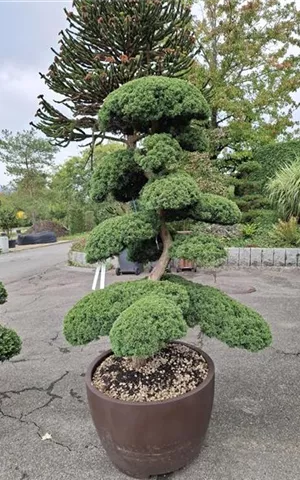 Juniperus chinensis 'Hitoigawa' Juniperus chinensis 'Hitoigawa'