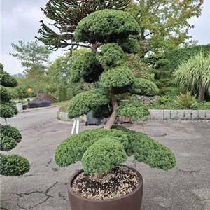 Juniperus chinensis 'Hitoigawa'
