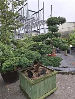 Eibe 'Farmen' - Taxus media 'Farmen'