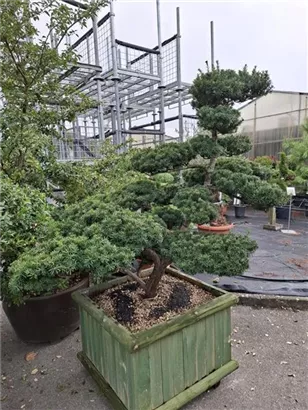 Eibe 'Farmen' - Taxus media 'Farmen'