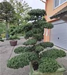 Eibe 'Farmen' - Taxus media 'Farmen'