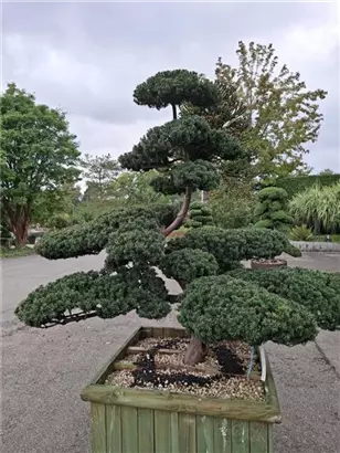 Eibe 'Farmen' - Taxus media 'Farmen'