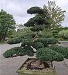 Eibe 'Farmen' - Taxus media 'Farmen'