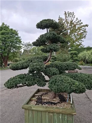 Eibe 'Farmen' - Taxus media 'Farmen'