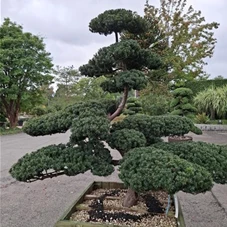 Taxus media 'Farmen', Gartenbonsai M16 160-
