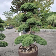 Juniperus chinensis 'Hitoigawa', Gartenbonsai Y54 160-