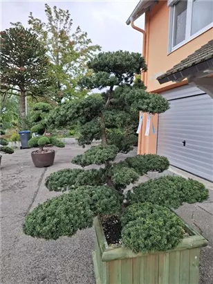 Eibe 'Farmen' - Taxus media 'Farmen'