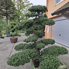 Taxus media 'Farmen', Gartenbonsai T14 01.17 140-
