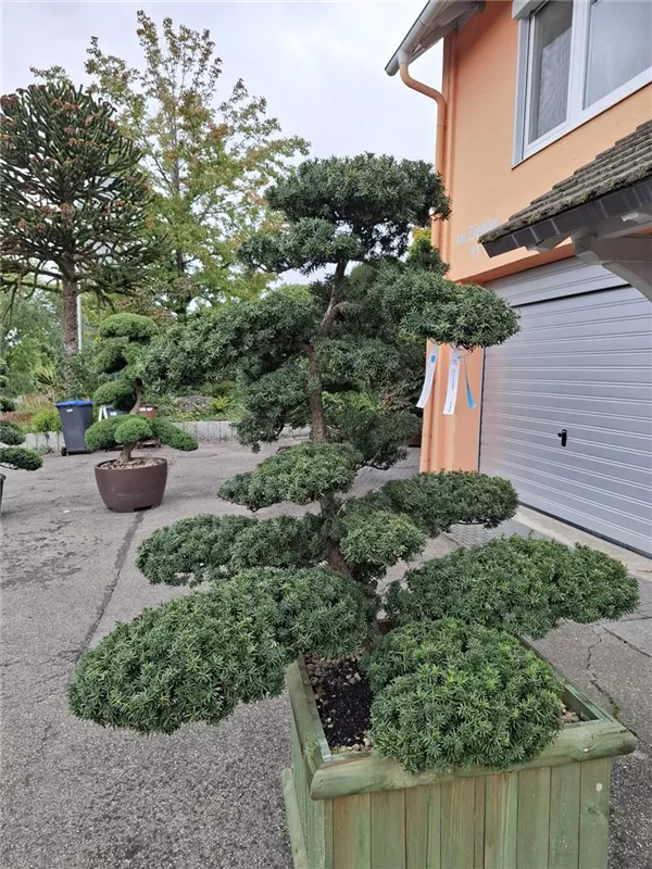 Eibe 'Farmen' - Taxus media 'Farmen'