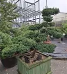 Eibe 'Farmen' - Taxus media 'Farmen'