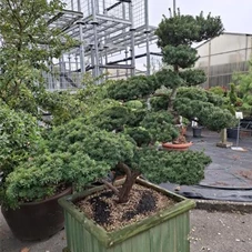 Taxus media 'Farmen', Gartenbonsai F23n5 140-