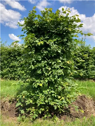 Hainbuche,Weißbuche - Carpinus betulus - Formgehölze