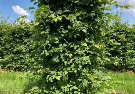 Carpinus betulus - Formgehölze - Hainbuche,Weißbuche