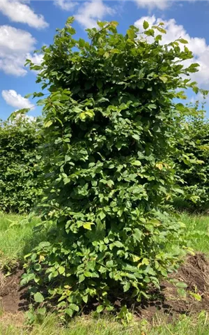 Carpinus betulus - Formgehölze