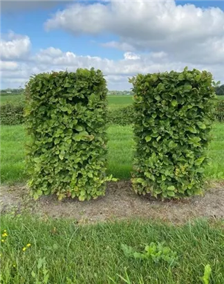 Hainbuche,Weißbuche - Carpinus betulus - Formgehölze