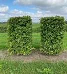 Hainbuche,Weißbuche - Carpinus betulus - Formgehölze