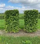 Hainbuche,Weißbuche - Carpinus betulus - Formgehölze